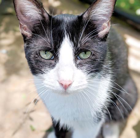 Pet of the Week